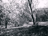 Botanički vrt, Mihanovićeva ulica, 1950-ih godina
